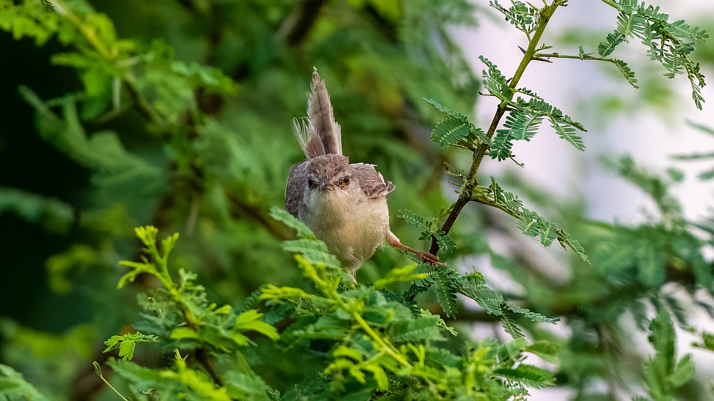 Plain Prinia